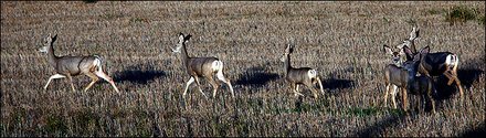 Missouri Law Office deer swerve auto wreck attorney rollover median tree crash